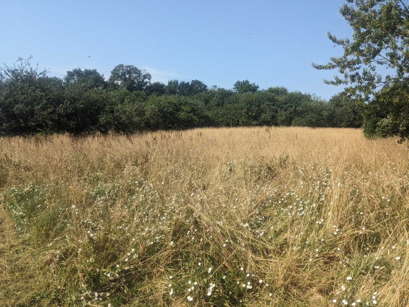Terrain du lotissement de Tréméoc envahi par les herbes hautes.